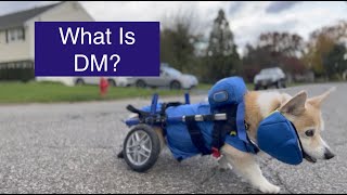 What Is Degenerative Myelopathy? Why ALL Pet Owners SHOULD Care About DM in Dogs