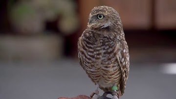 CES Capstone Project 2017  - Automated Bird Feeder