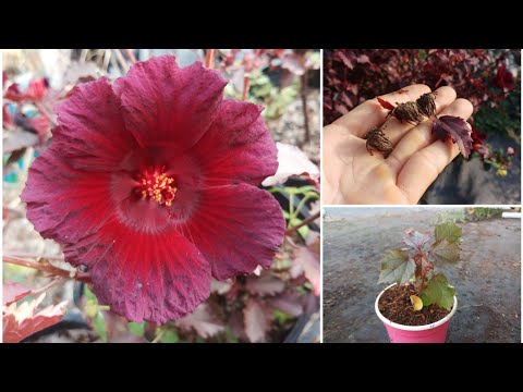Video: Nhân giống Cranberry Cắt - Học Cách Giâm cành Cranberry