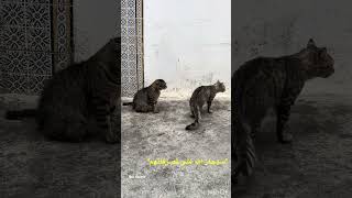 "نظرة كانت البداية..وانتهت بانسحاب مذلول 😿| 猫の戦い 信じられない結末!"