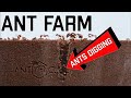 My new super cool glass ant farm  formicarium unboxing and review