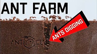 My *NEW* SUPER Cool Glass Ant Farm  Formicarium Unboxing and Review