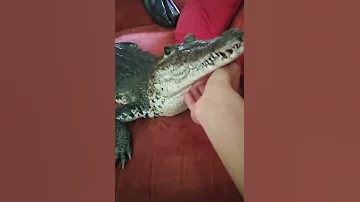 Домашний крокодил