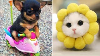 Funniest Animals 2024 Best Funny Cats And Dogs Part 12 Cute Baby Dogs