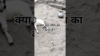 🔱 क्या यह महाबली भीम का कंचा है? | महासू देवता मंदिर का रहस्य | Uttarakhand