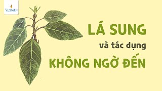 Lá sung và những tác dụng không ngờ đến