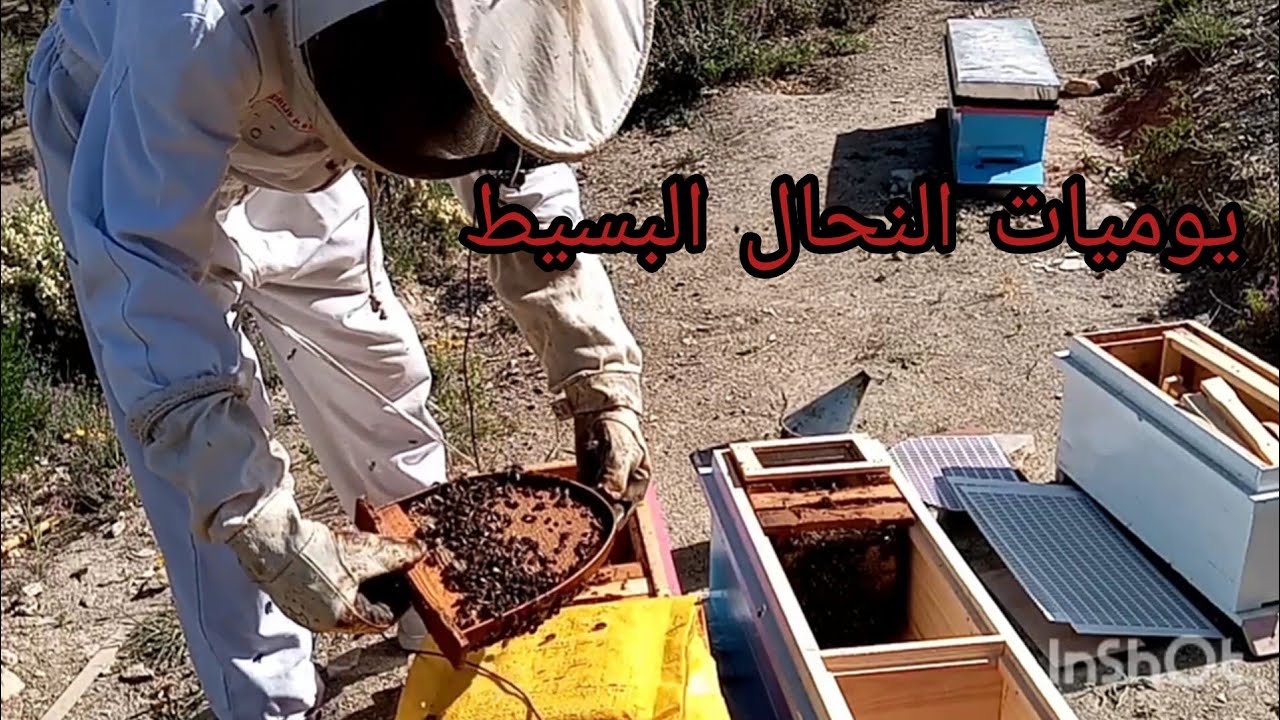 تربية النحل يوميات النحال البسيط( 3أ )