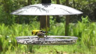 Droll Yankees – Covered Platform Bird Feeder