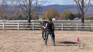 Famous LTR Training Tip #61: Laterally Ground Driving the Hourglass Profile