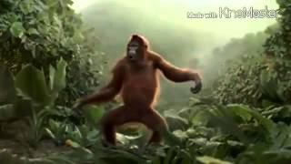 Monkey dance Thai song!?!