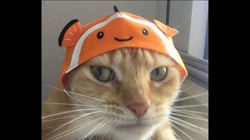 Constant Q [genshin impact]