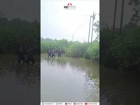 बोईसर ग्रामीण उपविभागात बाधित वीजपुरवठा सुरळीत करण्यासाठी  पावसात दुरुस्ती करणारे प्रकाशदूत.