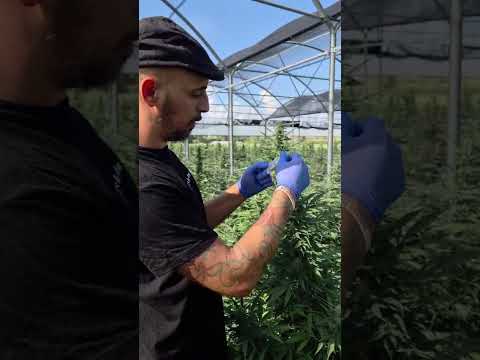 Narcotest canapa: guida al test rapido 4-AP THC/CBD