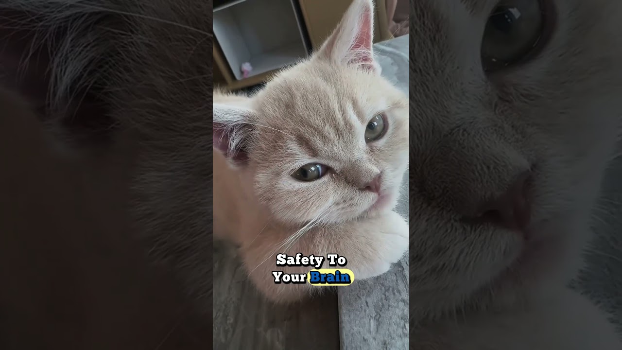 How Cats Help Reduce Human Stress 😌🐾