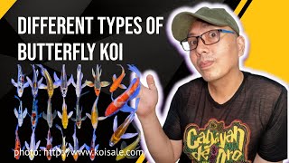 Rare Erfly Koi Varieties Unseen & Little-Known