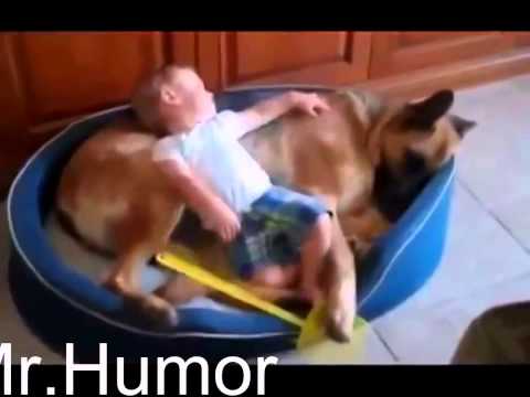 забавные собаки играющие с детьми