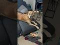 Ollie - Not Sure If These Are His Stuffed Animals #shorts #viral #funny #dog