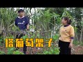 英子在家搭葡萄架子,喊来周周帮忙,没想到小伙体力不支惨遭嫌弃【农村小英子】