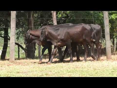 LOTE 91 • 28º LEILÃO MATRIZES TOP LEITE GIROLANDO BELA VISTA • 1525  1574  1576