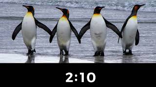 5 minute timer ⏲️ TEAM PENGUIN