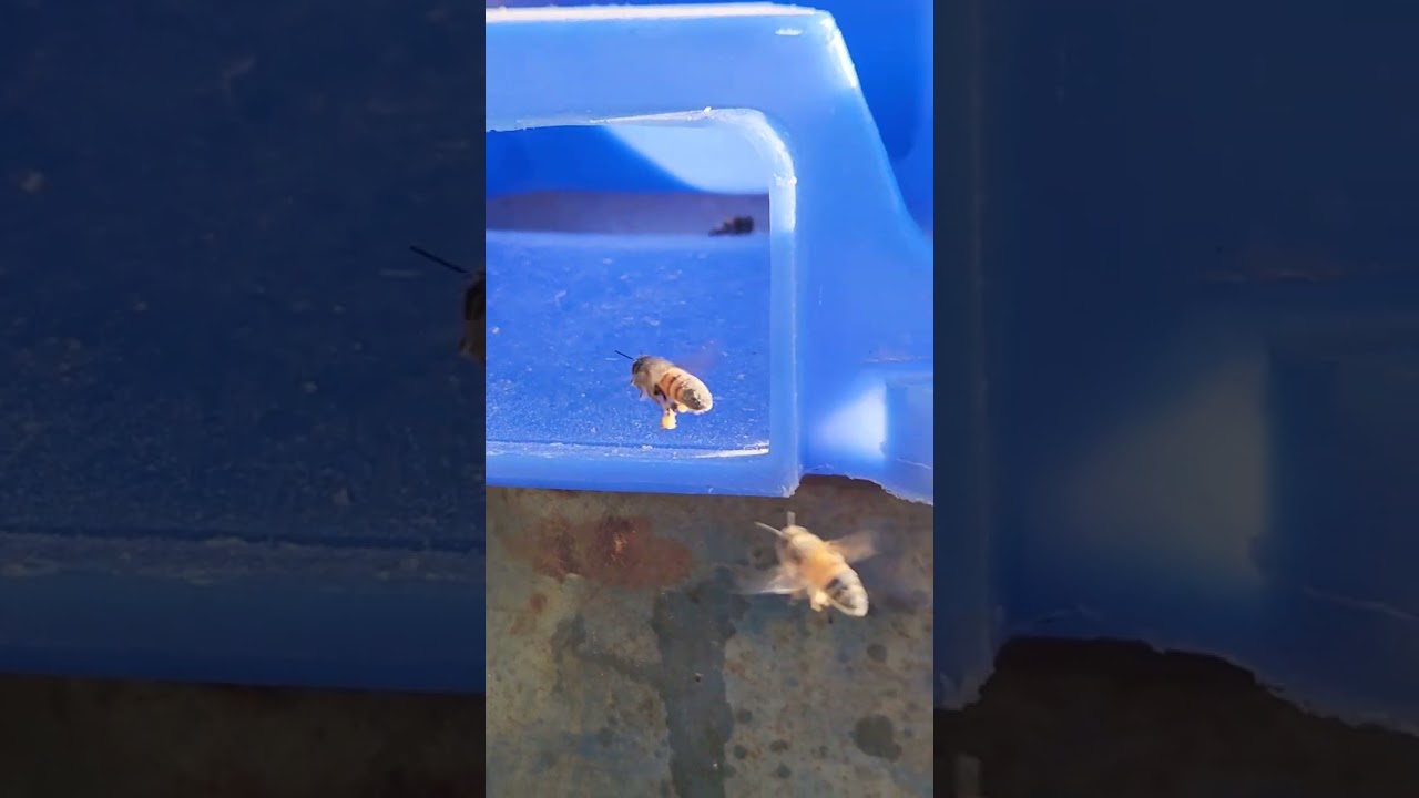 Bees Foraging Dry Pollen Sub