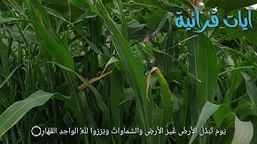 تلاوة مؤثرة جدا من سورة إبراهيم بصوت الشيخ ياسر الدوسري 🌹🌹🌹