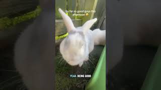 @clairelawson2015:  Two bun besties chilling in the garden . No unauthorised digging to report since