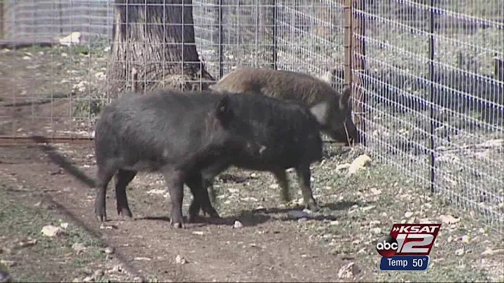 Video: Feral hogs pegged as one of top contaminators of San Antonio River