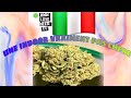 Cbd la kristical mass de loveweed