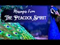 Messages from the peacock spirit