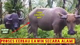 proses perkawinan kerbau secara alami [ketika di masa birahi]