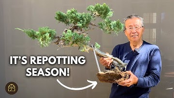 Repotting Juniper Bonsai in the Fall: Best Practices for Healthy Growth