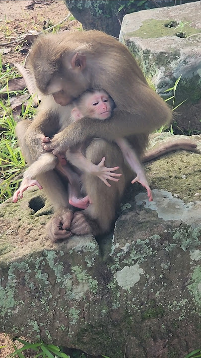 such  great jobs  mommy monkey 🐒 Linda morning  check up new baby monkey 🐒 lumi #shortsfeed