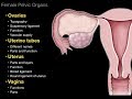 01female repro system pelvic organs