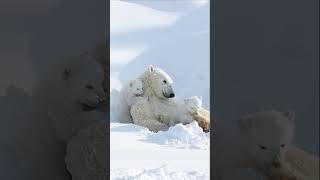 Polar Bear Family In Love Eisbärfamilie In Love
