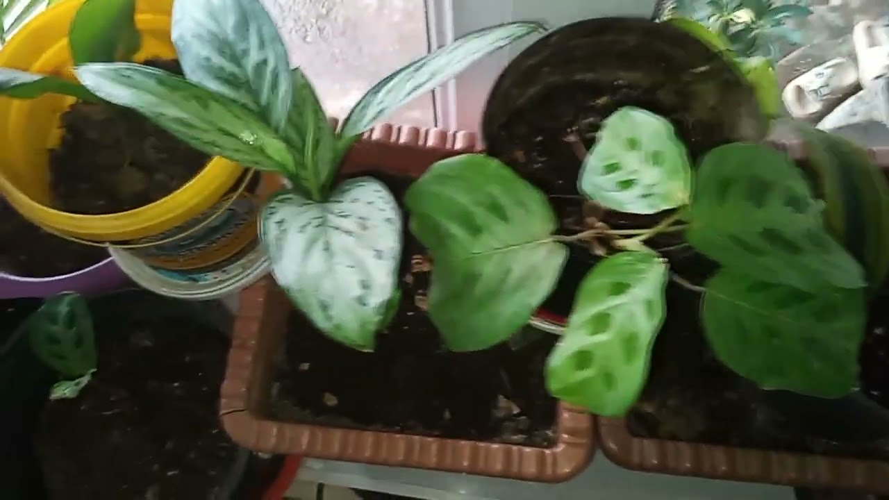 #Satişda olan güllərim