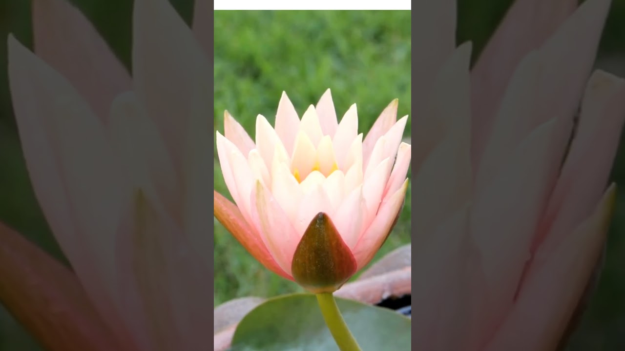 Keindahan Bunga Lotus, Simbol Kemurnian di Alam