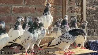 Teddy, Golden, Dul-Wale Kabootar Available For Sale | Border Wale Kabootar by Kunal Gupta 9,399 views 1 year ago 13 minutes, 38 seconds