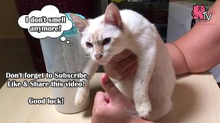 waterless cat shampoo walmart