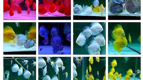 Cá Dĩa Dưa Hấu Đỏ, Lam Phấn albino Discus