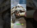 моя черепашка🐢🐢