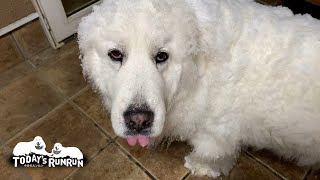 春の雪をたっぷり楽しんだルンルンとアランです　Great Pyrenees　グレートピレニーズ