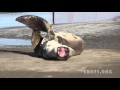 Leopard Seal visits Long Bay Beach, Auckland, NZ