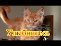 Смешное про животных|Приколы с котами| Видео про котов| Кошки|Позитив|Создай себе хорошее настроение