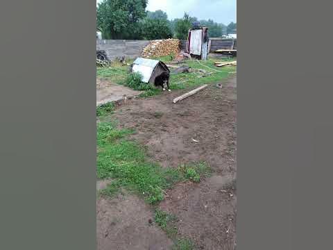 Собака гавкає на нормального мужика - YouTube