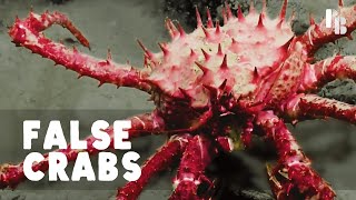 This Is Not A Crab by Bizarre Beasts 179,352 views 1 year ago 5 minutes, 22 seconds