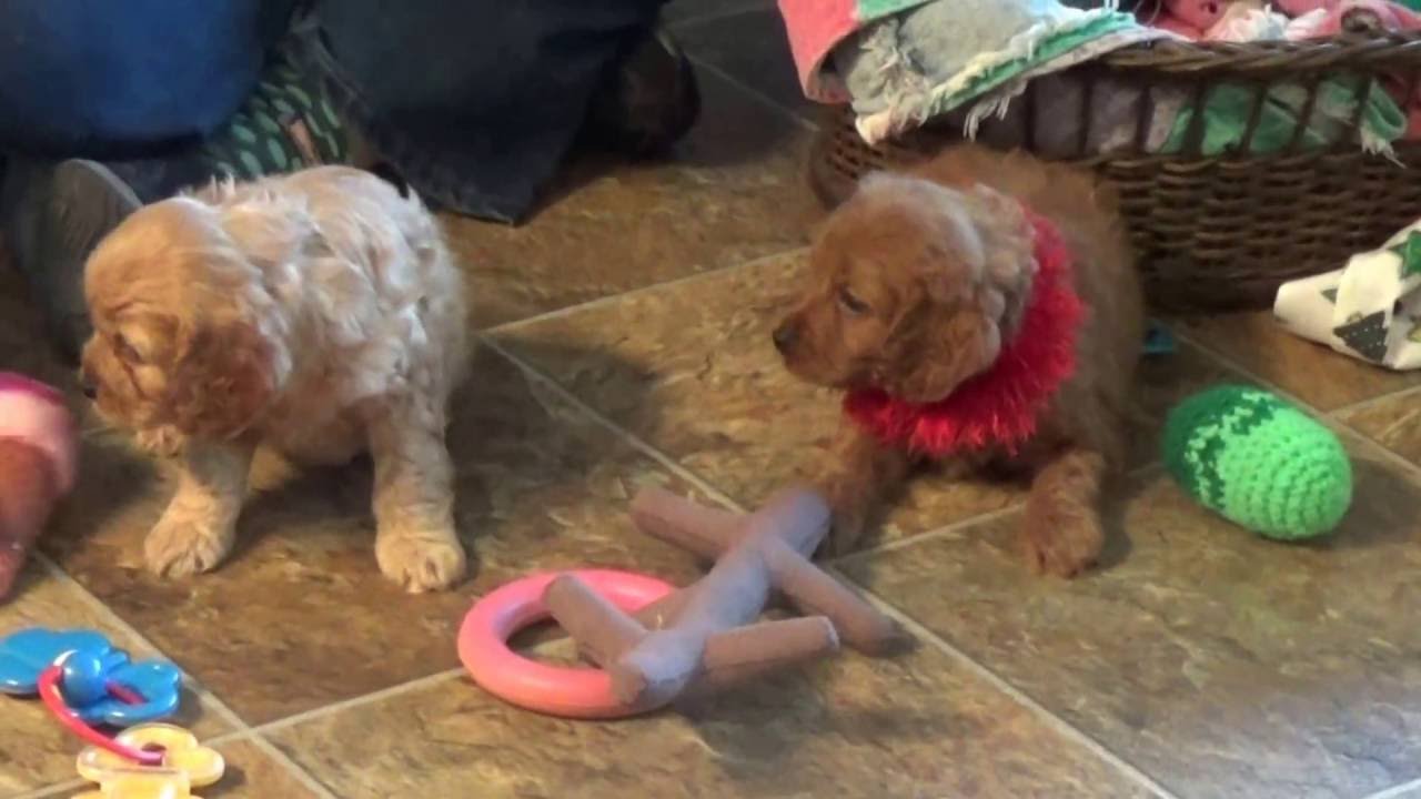 Cavapoo pups Elmo, Elvis and Eddie with sister Elsie....www.KingdomDogs.com doodle معنى