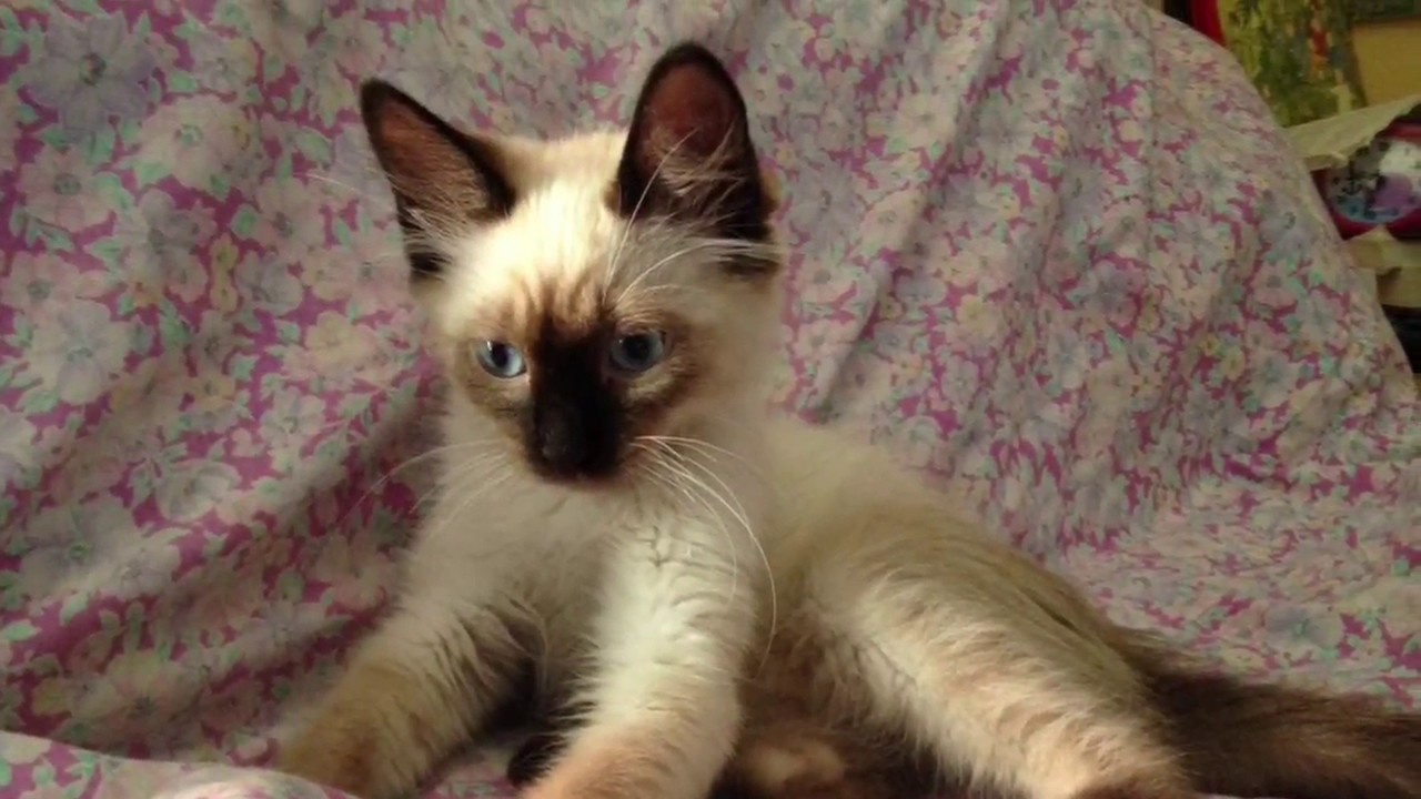 Rebel - Original demo song by Yani Martinelli