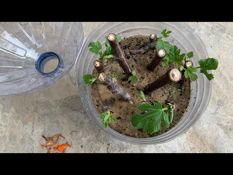 فيديو: إكثار كرمة الثوم - نصائح حول زراعة نبات الثوم الكاذب