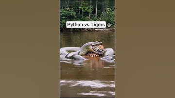 Python vs Tigers #shorts #youtubeshorts #python #tiger